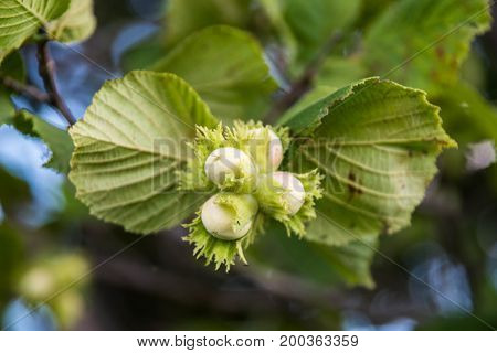 Young hazelnuts on a branch in the forest