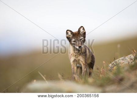 Arctic Fox, Vulpes lagopus, in its natural habitat in summer. soft and light background and foreground. Svalbard Norway,