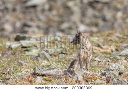 Arctic fox cub looking to the side, it is one of a litter of at least four cubs living close to Longyearbyen, picture from august 2017