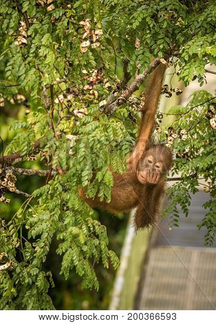 This wild young orangutan is climbing the rainforest trees to find red berries to eat.