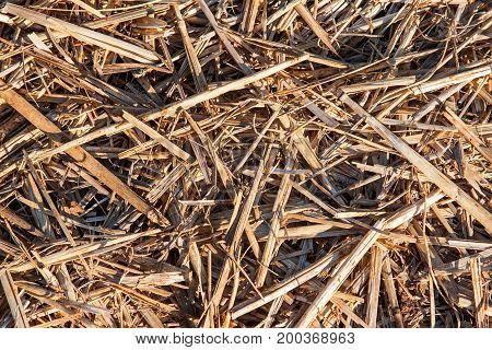 Straw background. of golden colored, scattered pieces of straw/hay.
