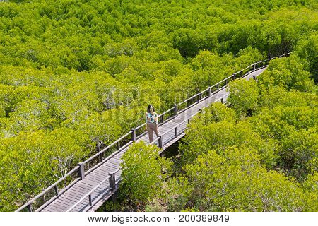 an asian young woman is walking in the ceriops tagal field in golden-green color famous nature learning path in Thailand
