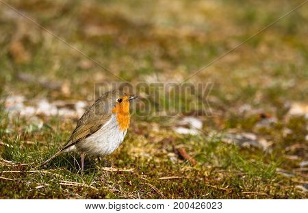 Robin sitting in moss and grass on the ground, copy space on top and right side, Jomfruland in Norway