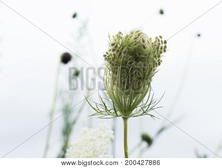 Single Queen Anne's lace bud about to bloom with blurred white background