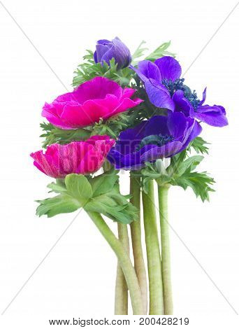 Blooming pink and blue Anemones flowers posy isolated on white background