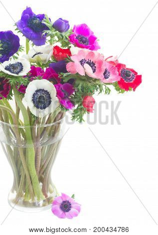 colorful Anemones and roses flowers bouqet in glass vase close up isolated on white background