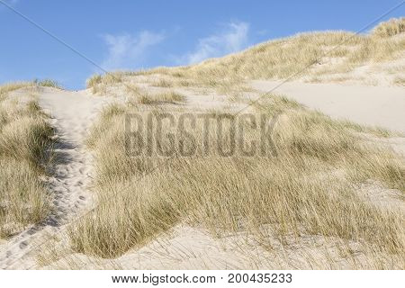 Dunes On Holmsland Klit Near 181 Route And Ringkobing Fjord - Denmark Europe.