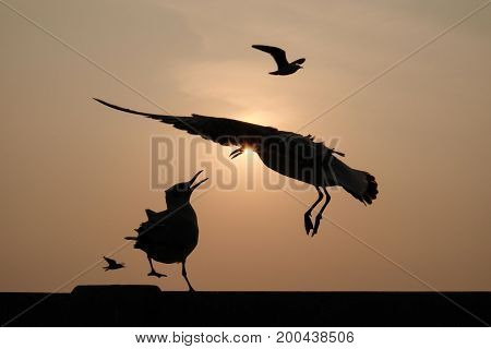 Birds are fighting for some battle in warm weather