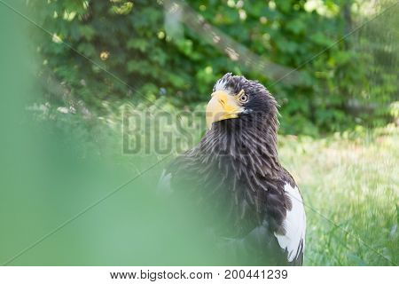 Black Kite in the afternoon sun, in wild