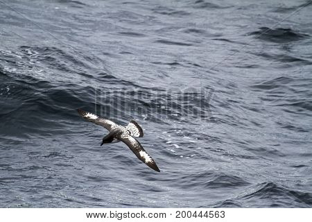 Albatross in Antarctica - Palmer Archipelago - Summer