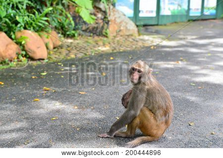 Monkey on the tree. Portrait of a monkey. Wild animals