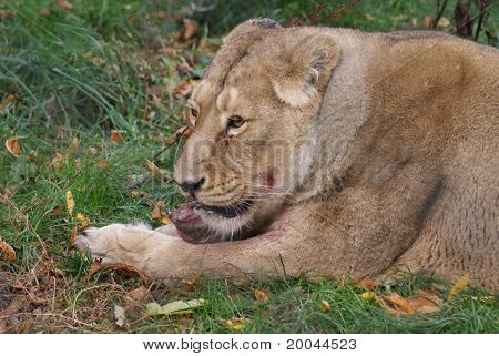 Lev indický - Panthera Leo Persica