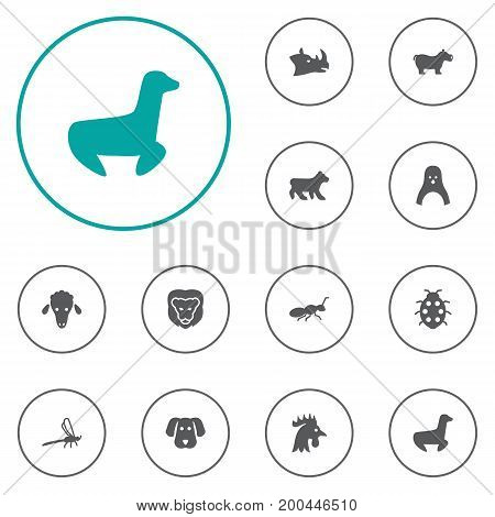 Collection Of Beetle, Polar, Lamb And Other Elements.  Set Of 12 Alive Icons Set.