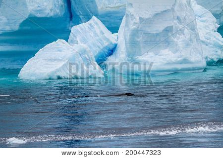 Whale - Antarctic Peninsula - Tabular Iceberg In Bransfield Strait
