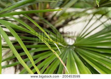 chamaerops humilis leaf close up green palm