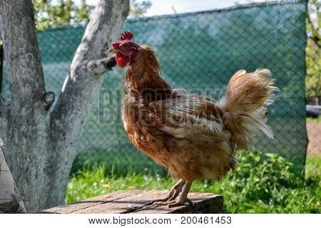 Hens feed on the traditional rural barnyard at sunny day. Detail of hen head. Chickens sitting in henhouse. Close up of chicken standing on barn yard with the chicken coop. Free range poultry farming