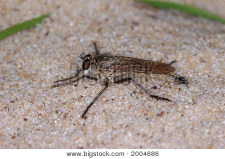 Robberfly
