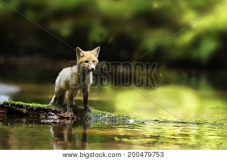 Young red fox stay in river being watchfull - Vulpes vulpes