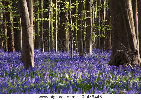 Bluebells Flowers Hallerbos