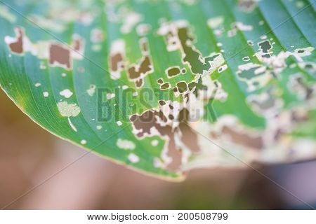 Leaf With Holes, Eaten By Pests, Diseased And Decayed Weeping Green Leaf Lace Selective Focus