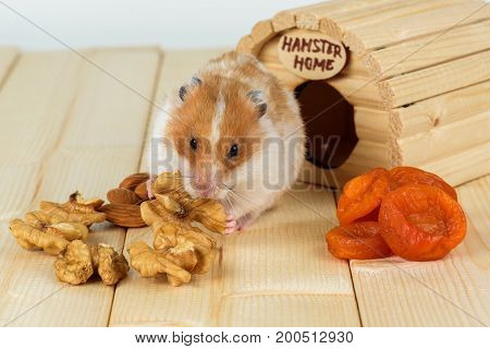 A Hamster Close-up Eats A Walnut From His Wooden House.