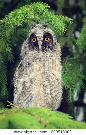 Little owl ears on a fir-tree in a Sunny summer day. Owl on fir tree in the wild.