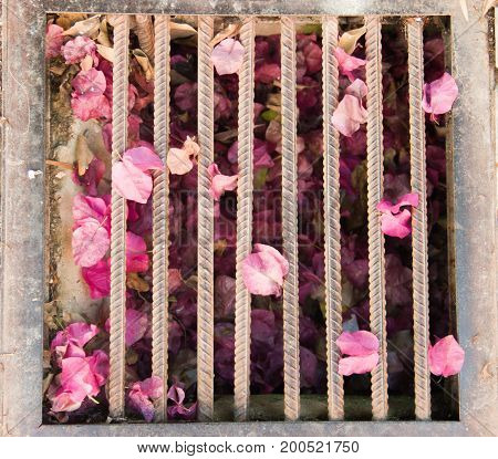 Sewer replete with petals of flowers some already withered and others newly fallen