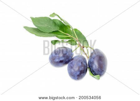 Several ripe plums on a branch with leaves closeup on a white background
