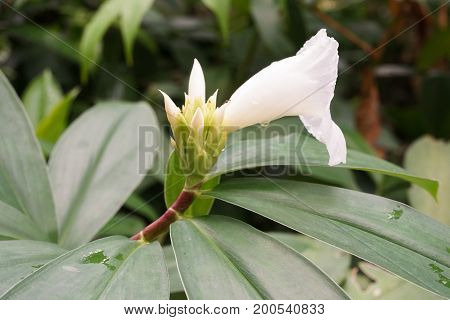 close up costus speciousus flower in nature garden