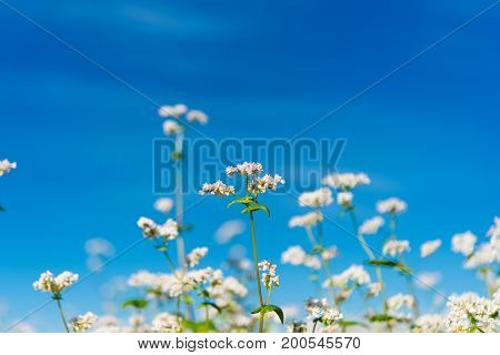 Buckwheat growing on the field Buckwheat flowers grow on the field