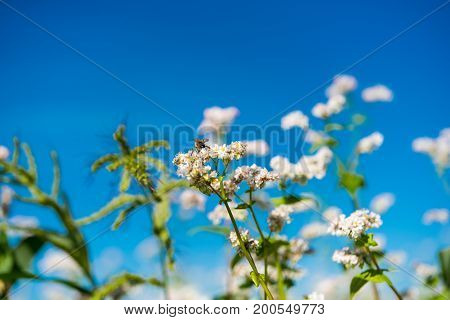 Buckwheat growing on the field Buckwheat flowers grow on the field