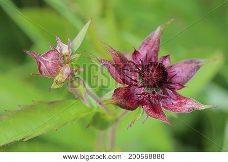 Blossom of Comarum palustre the purple marshlocks.