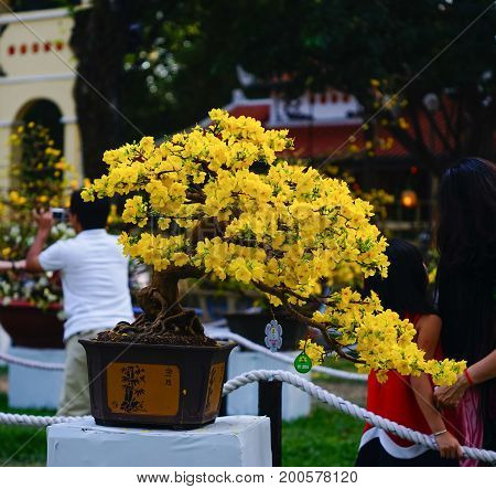 Ochna Integerrima Flowers At Spring Time