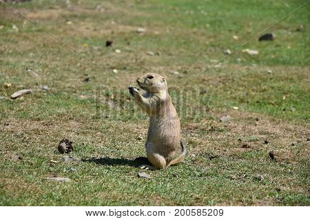 Dog. Cynomys ludovicianus. He holds food in his paws