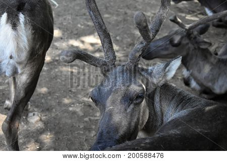 Reindeer Rangifer tarandus. Reindeer head. Animal farm