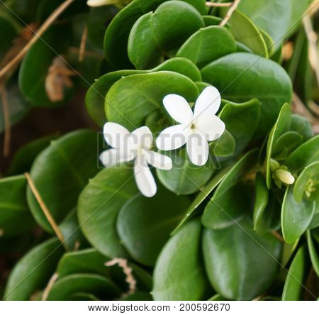 Carissa Grandiflora blossom, white flowers with strong scent, selective focus