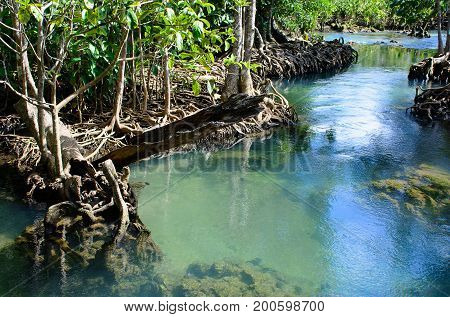 The Tha pom Klong Song Nam at KrabiThailandAmazing nature of mangrove forests and the clarity of blue water in central of mangrove forest.