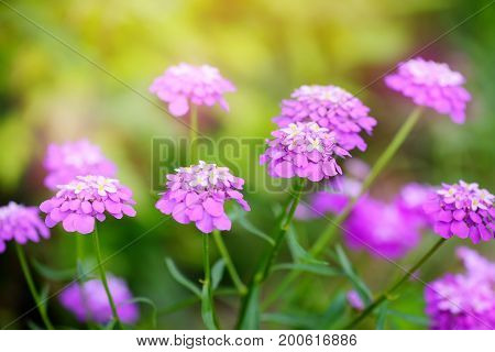 Small Purple Flowers Iberis Umbellate In Summer In A Garden