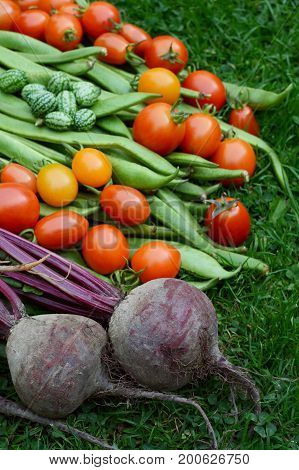 Purple Beetroot With Tomatoes, Runner Beans And Cucamelons