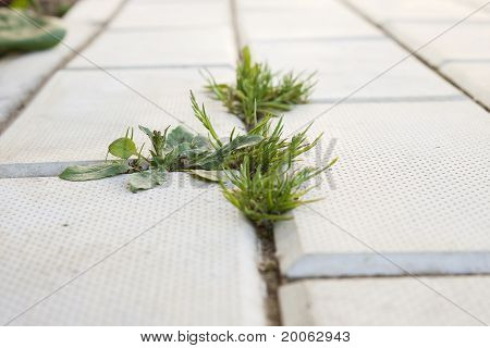 Gras wächst auf dem Bürgersteig