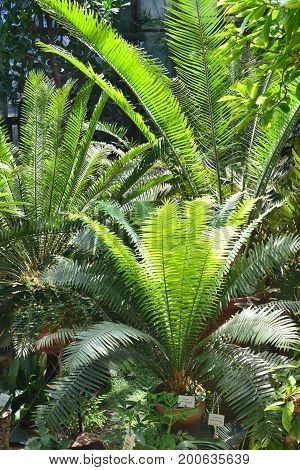 Cycads plants lush growing in botanical garden