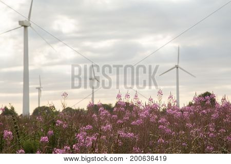 Chamerion angustifolium in field with wind mills