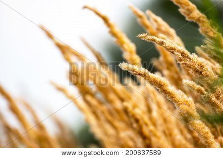 Phalaris arundinacea or Reed canary grass. Beautiful marsh grass swinging in the wind