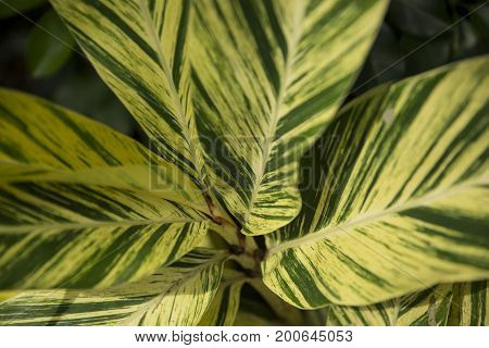 tropical leaves. Deep jungle with the first rays of sun