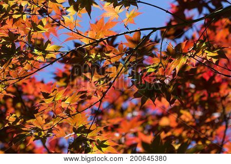 Background of Sycamore or maple multicolored autumn leaves in the blue sky.