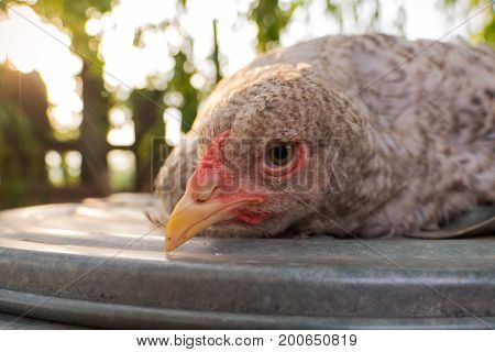 Brahma chicken lying on the metal aluminium sheet on the farm. Hen resting and relaxin summer at sunset. Brahma Hen posing into the camera.