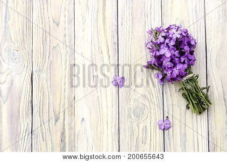 Wild purple gillyflower on a wooden background close-up