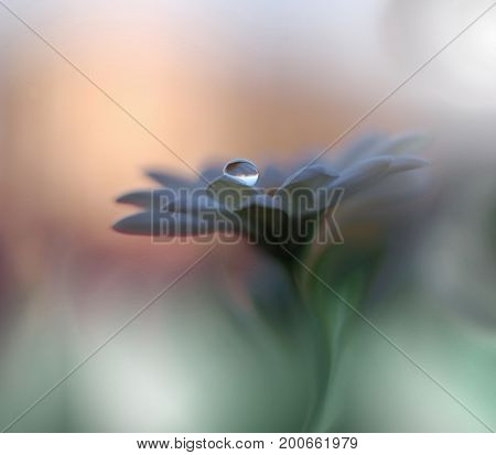 Abstract macro photo with water drops.Artistic Background for desktop. Flowers made with pastel tones.Tranquil abstract closeup art photography.Print for Wallpaper...Floral fantasy design...