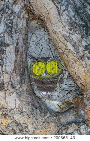 Picture Of An Owl On A Tree Trunk