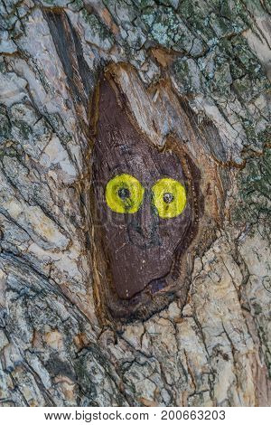Picture Of An Owl On A Tree Trunk